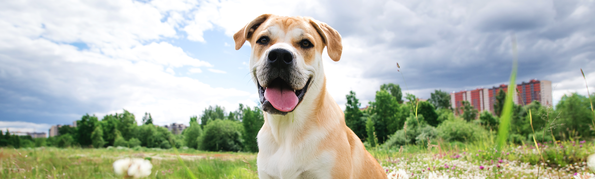 Slide 2 - Dog in Field